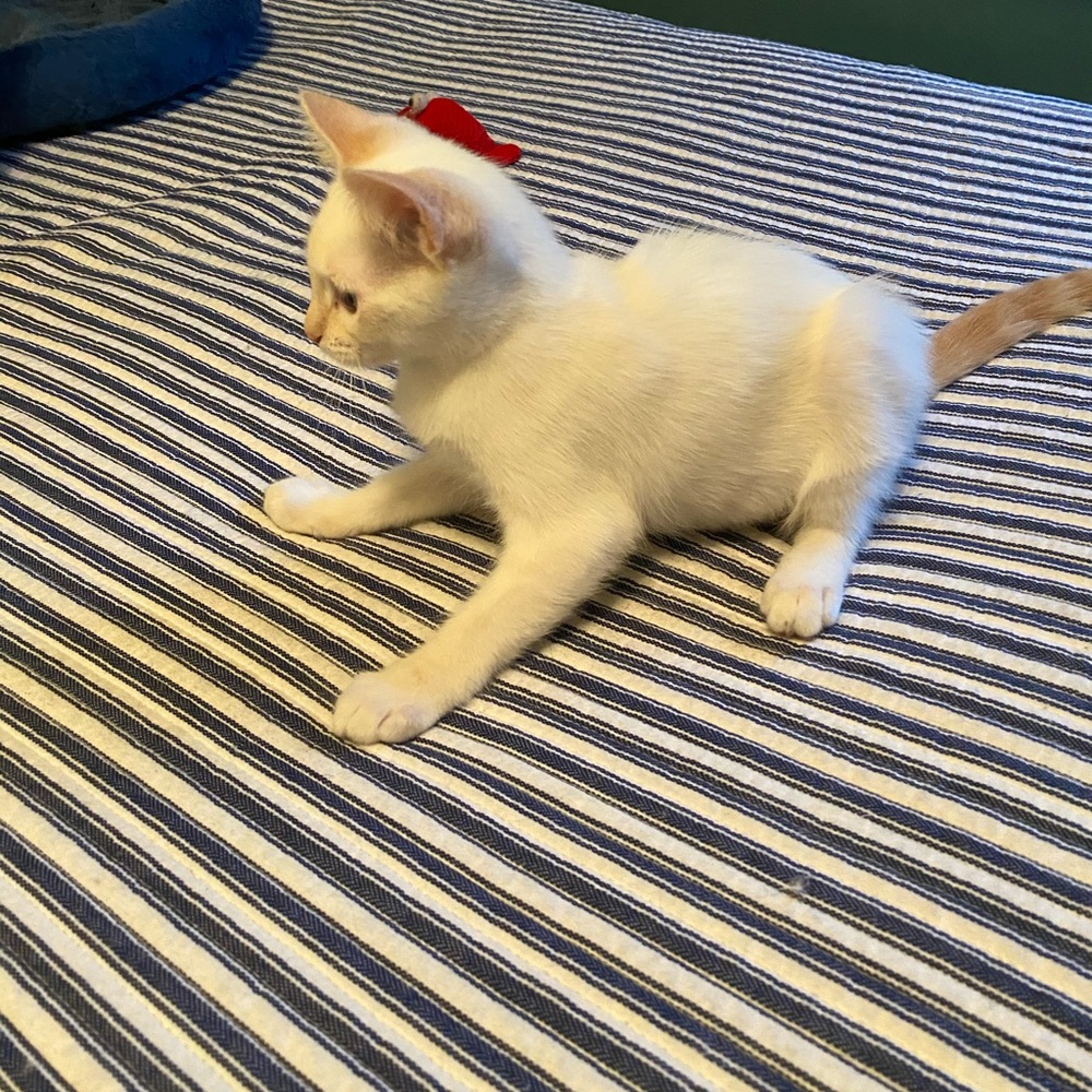 Meet your Posher, Inger